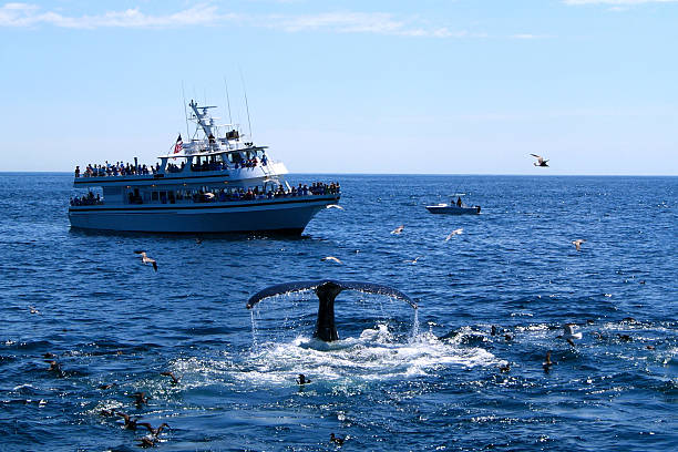 Whale Watching Experience cruise Sydney Tall Ships