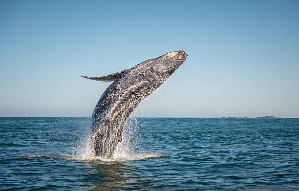 Whales You Might See During Your Whale Watching Experience